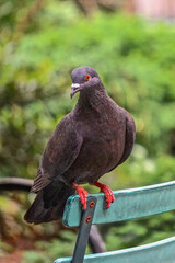 New York, New York: A rock pigeon (Columba livia) in a park in midtown Manhattan, New York City. Feral pigeons vary greatly in color and pattern.