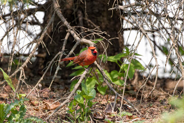 The northern cardinal (Cardinalis cardinalis). Male in spring  sitting on a branch tree