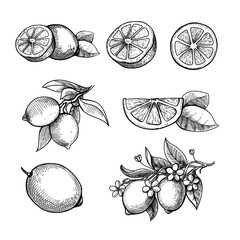 Hand drawn lime or lemon set. Fruit with leaves and flower Sliced lemons branch engraving Vintage retro style vector