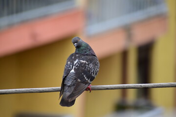 Curious backwards facing lucky pigeon