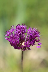 Alium flower