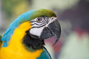 One blue and yellow Macaw - close-up on head