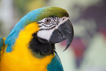 One blue and yellow Macaw - close-up on head