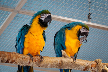 Two blue and yellow Macaws perching on a branch