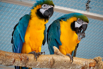 Two blue and yellow Macaws perching on a branch