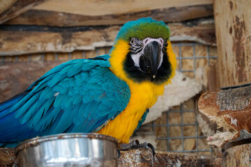 One blue and yellow Macaw and metal bowl