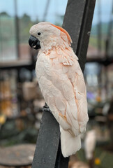 A white parrot