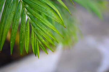 Palm tree leaves with water drop, blurred background with copy space