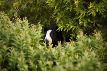 Naklejka na ściany i meble a skunk in a bush