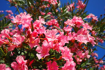 Oleander, Nerium oleander Apocynaceae, is a poisonous shrub. It is commonly used in gardens because...