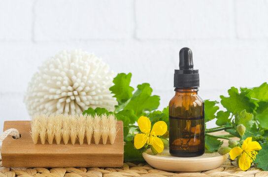 Small bottle of Greater celandine infusion (herbal tincture, extract, oil) and wooden foot brush with natural bristles. Aromatherapy, homemade wart remedy and herbal medicine ingredient.