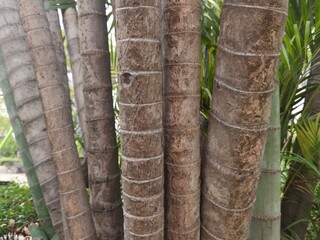 many tree trunks in the park