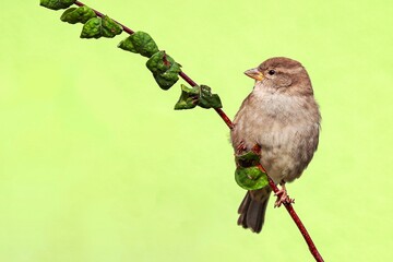 Sparrow bird perched sitting on tree branch. Sparrow songbird (Passeridae) sitting and singing on tree branch amidst green leaves close up photo green clean background. Bird wildlife spring scene. - 605705058