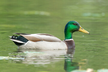 Mallard male (Anas platyrhynchos) swimming on a river.