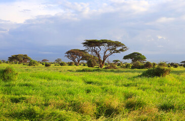 Landscape in Amboseli National Park, Kenya, Africa