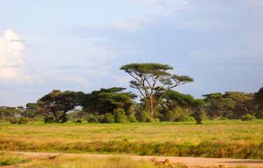 Landscape in Amboseli National Park, Kenya, Africa