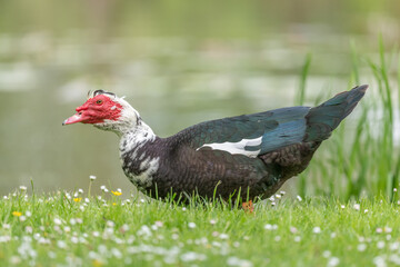 Muscovy duck (Cairina moschata) in a park in spring.