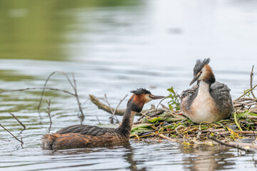 Great Crested Grebe (Podiceps cristatus) bringing a small fish for the chicks a few days old on a river.