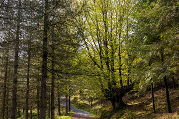 Fototapeta na wymiar Sunlit Beauty: Exploring the Enchanting Beech Forest in the Basque Country