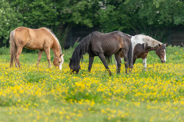 Naklejka na ściany i meble Horse in a green pasture filled with yellow buttercups.