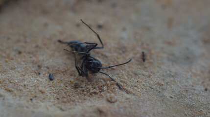 ant on the ground