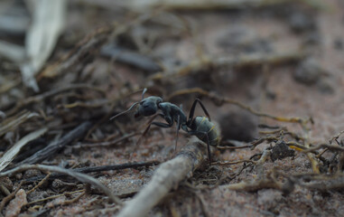 ant on the ground