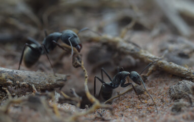 black ant on the ground