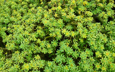 Euphorbia balsamifera or Tabaiba dulce plant native to Canary Islands and the symbol of the island of Lanzarote. Green nature background for design.Exotic plants.