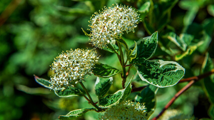 Inflorescences of a perennial ornamental shrub called White Dogwood commonly planted as hedges in the city of Bialystok in Podlasie, Poland.