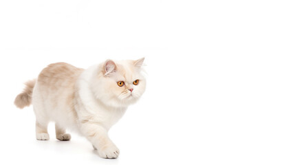Main coon cat post on white background with copyspace (Generative AI)