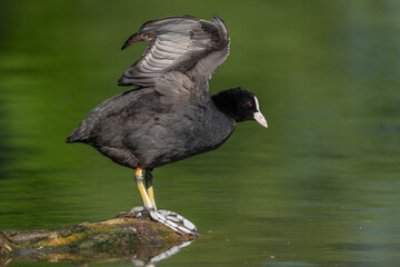 Eurasian coot (Fulica atra) stretching its wings on a river.