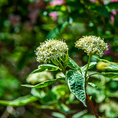 Inflorescences of a perennial ornamental shrub called White Dogwood commonly planted as hedges in the city of Bialystok in Podlasie, Poland.