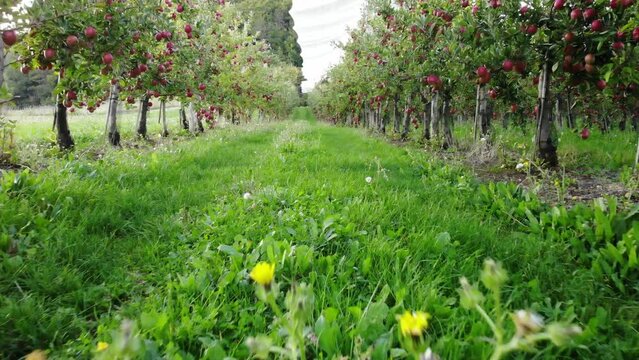 Flying in apple orchard, France. Ripe red apples ready to pick at harvest time. Cultivar Braeburn.