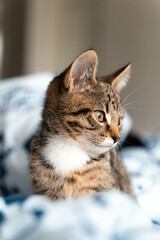 close up of a tabby kitten