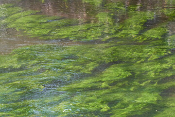 Gewöhnlicher Wasserhahnenfuss