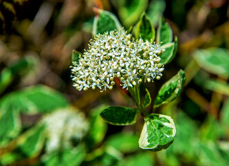 Inflorescences of a perennial ornamental shrub called White Dogwood commonly planted as hedges in the city of Bialystok in Podlasie, Poland.