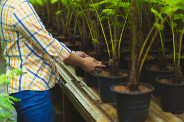 Young female farmer working in a greenhouse caring for ferns in pots. Green ferns in pots on shelves in a plant market.