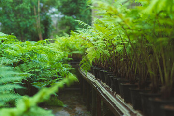 Green ferns for sale in greenhouses. Green ferns in pots on shelves in a plant market. © Pornpimon
