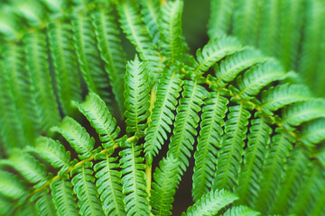 Natural green fern pattern. Fern leaf background. Close up of a fern in a greenhouse.