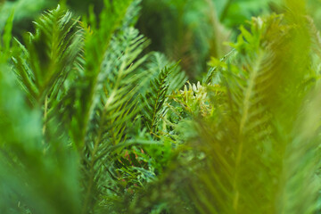 Natural green fern pattern. Fern leaf background. Close up of a fern in a greenhouse.