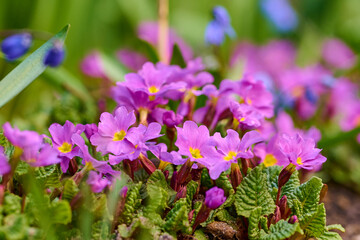 Spring flowers in the forest.