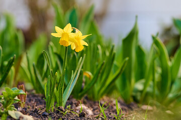 Obraz premium Spring flowers in the forest.