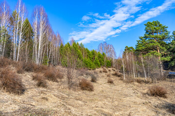 Spring in the forest. Early spring in the forest. the first warm days