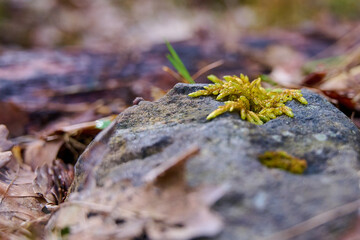 Spring flowers in the forest.