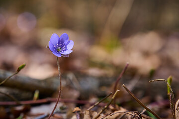 Spring flowers in the forest.