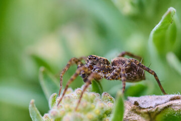 Insect on a green background, spring background.