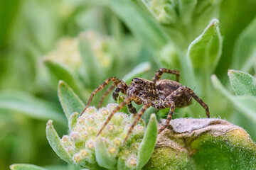 Insect on a green background, spring background.