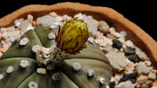 Astrophytum Asterias Cactus Flower Blossom, Small cactus in a flowerpot