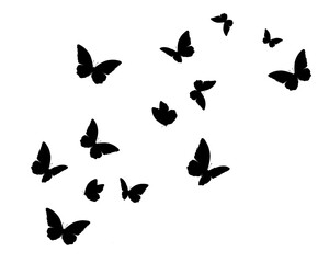 black butterfly hand drawn design - obrazy, fototapety, plakaty