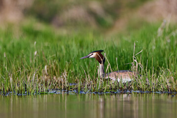 Great crested grebe in spring by the lake.